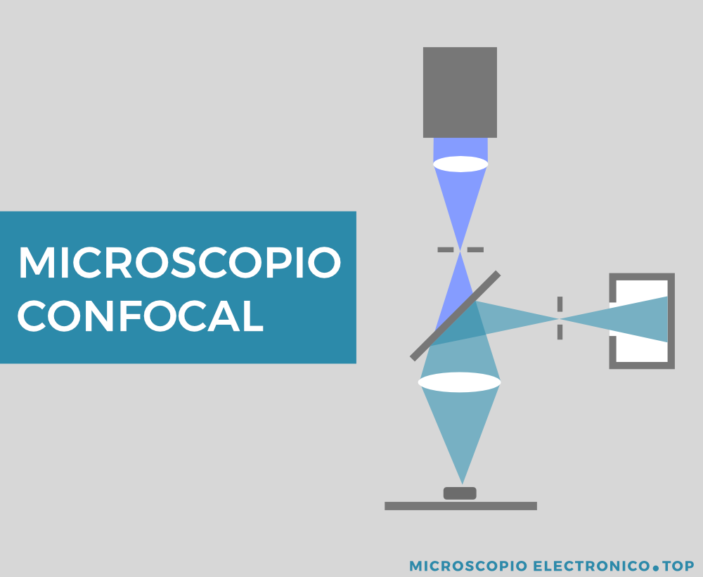 microscopio-confocal