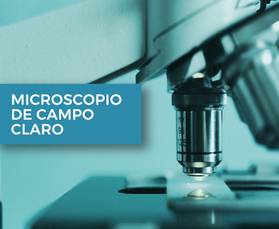 Microscopio de campo claro