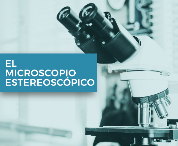 microscopio-estereoscopico